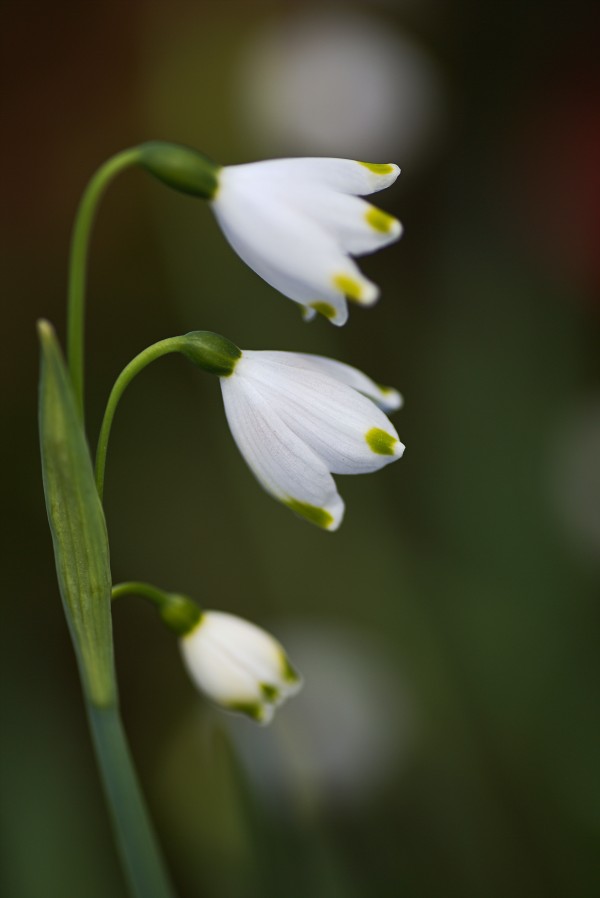 Snowdrop Flowers Of Three  by Joy Watson